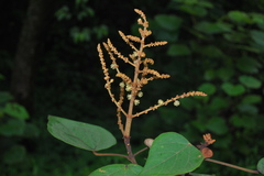 Mallotus tetracoccus